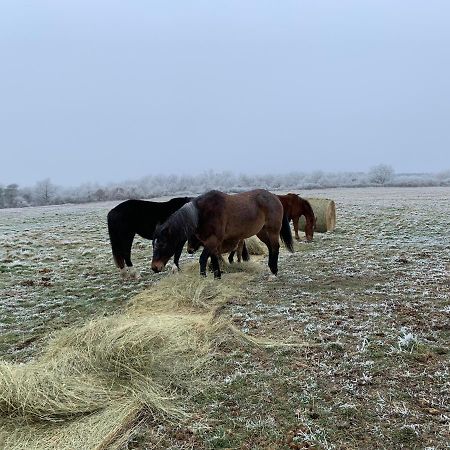 Chambres D Hote A La Ferme Des Buttons, Chambre Iris Rosnay  Zewnętrze zdjęcie